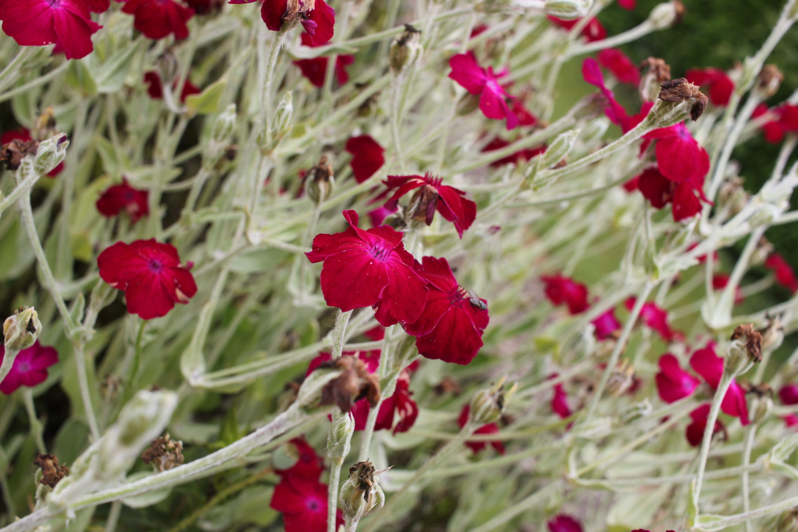 Coquelourde Des Jardins Portegraine